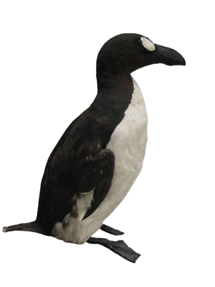 Great Auk